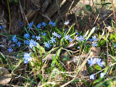 Scilla bifolia Trupp P3100159.JPG