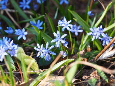 Scilla bifolia Trupp P3100163.JPG