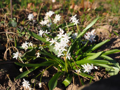 Scilla bifolia Trupp weiß rosa Staubgefäße P3100166.JPG