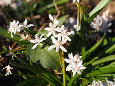 Scilla bifolia Trupp weiß rosa Staubgefäße P3100168.JPG