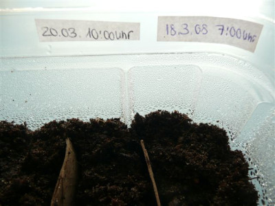 Radieschen.Test_2008.JPG