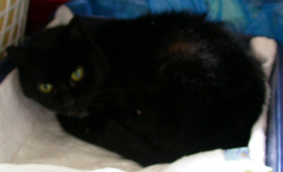 Schwarzer_Faucher_21.3.08.jpg