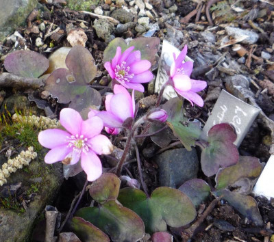 Hepatica rosea_25.02.2022.jpg