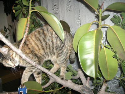 Osterkatze.jpg