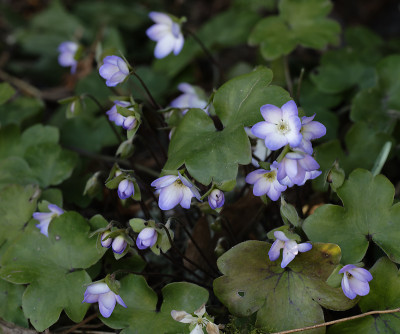 DSC_4562_DxO.jpg