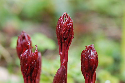 Paeonienaustrieb-Garden-Peace.jpg