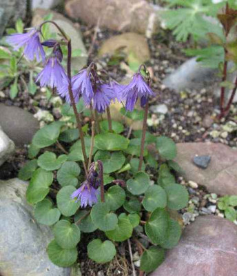 Soldanella_cyanaster_.JPG