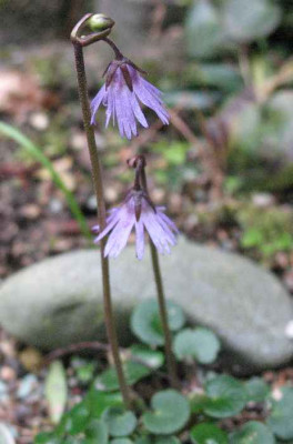 20.3.08._Sodanella_alpina_.JPG