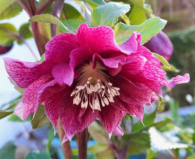 purpurrote Helli.jpg