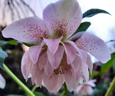 Zartrosa Helleborus.jpg