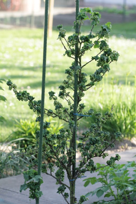 Johannisberrtrieblaus.jpg