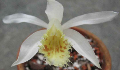 20.3.08._Pleione_albiflora_.JPG