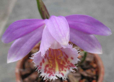 20.3.08._Pleione_Britania_Dooreen_.JPG