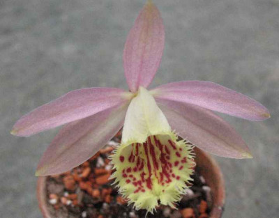 20.3.08._Pleione_Zeus_Weinstein_.JPG