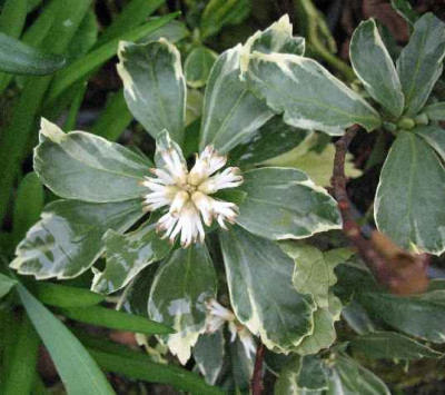 20.3.08._Pachysandra_terminalis_Variegata_.JPG