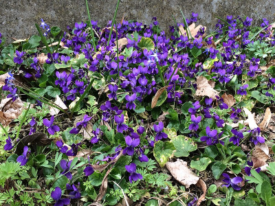 2021-04-03 Viola  Wach.jpg