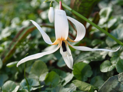Erythronium dens-canis P3110147.JPG