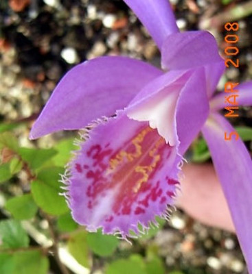P.formosana_2.JPG