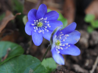 Hepatica tintenblaue P3120144.JPG