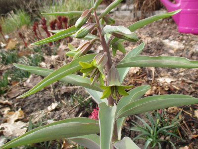Fritillaria sewerzowii 20220312.JPG