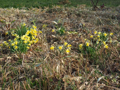 Narcissus pseudonarcissus Lobularis P3120156.JPG