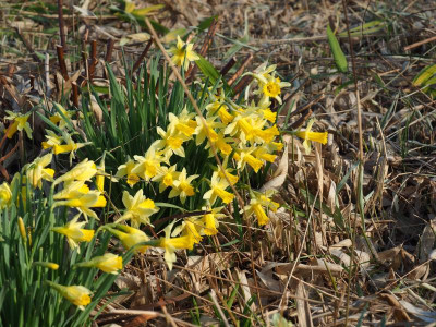 Narcissus pseudonarcissus Lobularis P3120158.JPG