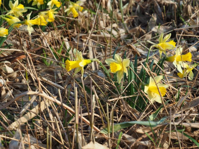 Narcissus pseudonarcissus Lobularis P3120159.JPG