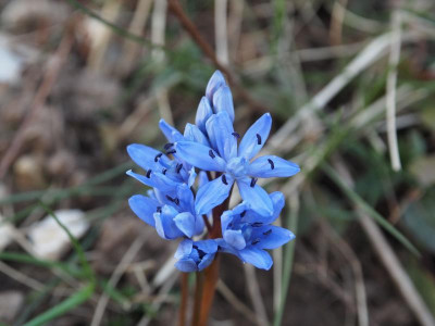 Scilla bifolia P3120150.JPG