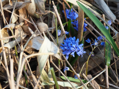 Scilla bifolia P3120162.JPG