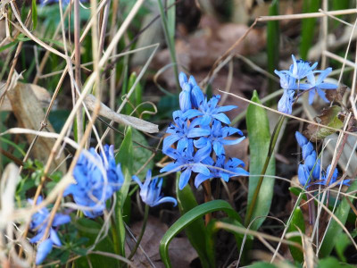 Scilla bifolia P3120163.JPG