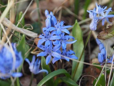 Scilla bifolia P3120165.JPG