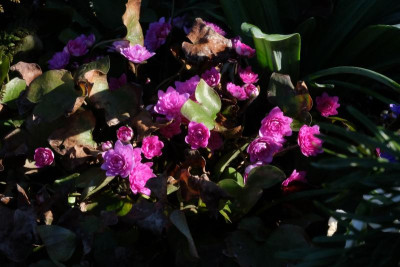 DSCF6139.JPG