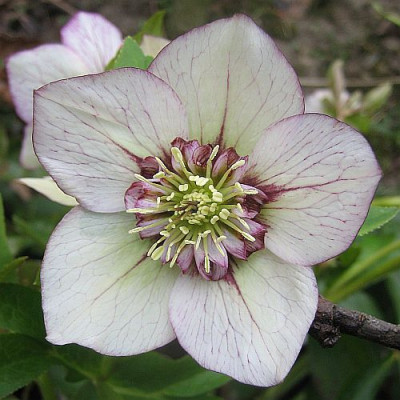 PouAnemonenblutig_84501.jpg