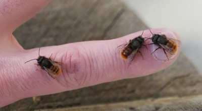 Osmia cornuta 2022-03-13.jpg