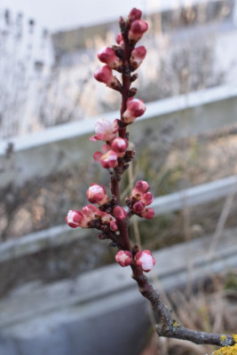 Aprikosenblüte 2022 001.JPG
