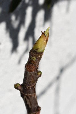 Aprikosenblüte 2022 005.JPG