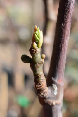 Aprikosenblüte 2022 004.JPG