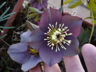 Helleborus Blaustern Hellitanien.JPG