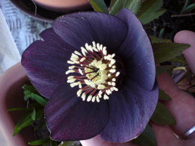 Helleborus Dunkelstern ebay.JPG