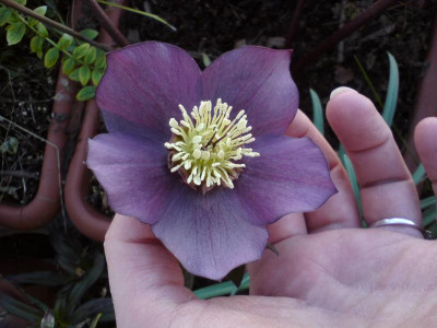 Helleborus Beuteklumpen 1.JPG