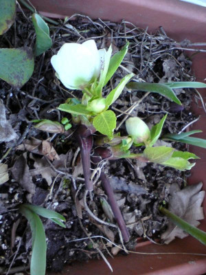 Helleborus Sämling Klio 2.JPG