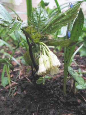 Dentaria_eneaphyllos.jpg