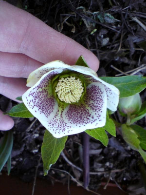 Helleborus Sämling Klio.JPG