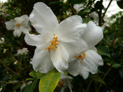 C._Euryoides.JPG