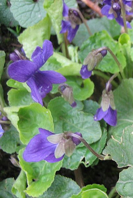 Viola_odorata_2.jpg