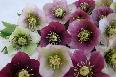 Helloborus0908.jpg