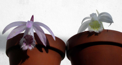 2008-03-22_005.JPG