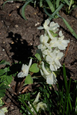 DSCF6135.JPG