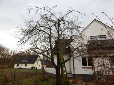 Süßkirsche na. Westen hin fotogr..JPG