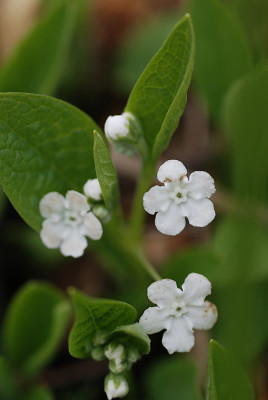 omph_alb_03_08.jpg